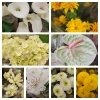 「【はなやホック皆生店】初夏の花」