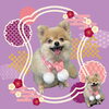 「Dog salon mofu mofu　余市町」