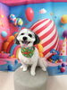 MIX犬の空(くー)くん🩵「🐶トリミング🐾」