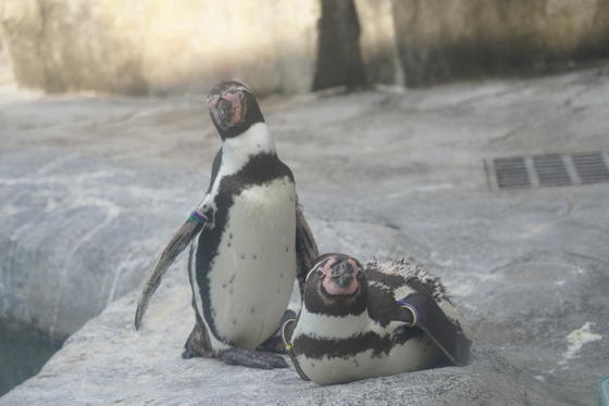 左：シロコ　右：シンジ「フンボルトペンギンのシロコ」