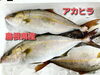 「○本日のお刺身○【島根県産】黄カナ、アカヒラ」