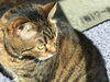 「暖かくなってきました。お昼寝やひなたぼっこする猫たち」