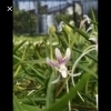 虹花