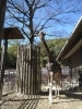 「キリンのリュウキ」