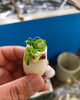 「ゲソは最近ブームのキムチにしてみました🌶️」