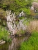 小川の水面に映る桜