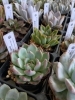 多肉植物が入荷しました【かわいい！かっこいい！色々入荷しております