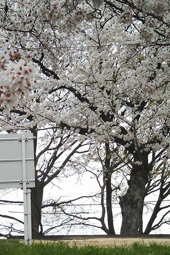 岡崎のお花見特集 岡崎 幸田のお花見特集 まいぷれ 岡崎 幸田 岡崎のお花見特集 岡崎 幸田のお花見特集 まいぷれ 岡崎 幸田