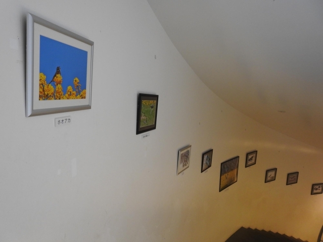 「福島潟の野鳥写真展（水の駅「ビュー福島潟」階段ギャラリー)」