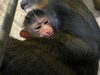 「マンドリル（エルサ）が第２子を出産しました！」