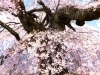 桜 桜名所・スポット】富士見町 葛窪しだれ桜（くずくぼ） | 桜・お