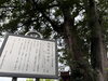 「【あきる野市】地蔵院で紫陽花が咲き始めましたて」