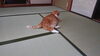 猫ちゃんがいちばんに寝ころぶ快適さ「梅雨明け宣言出たあ〜！おーっと！畳替えシーズン到来かー？」