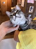 ミイくん「猫部屋のやんちゃなイケメン！　ミイくん」