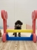 ぷっかくん　今日は跳ばない日　笑「ましゅまろ幼稚園🐾」