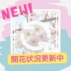 ２０２３年　さくら開花状況一覧