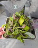 「【ベランダ菜園レポート】冬支度を始めたベランダ野菜たち」