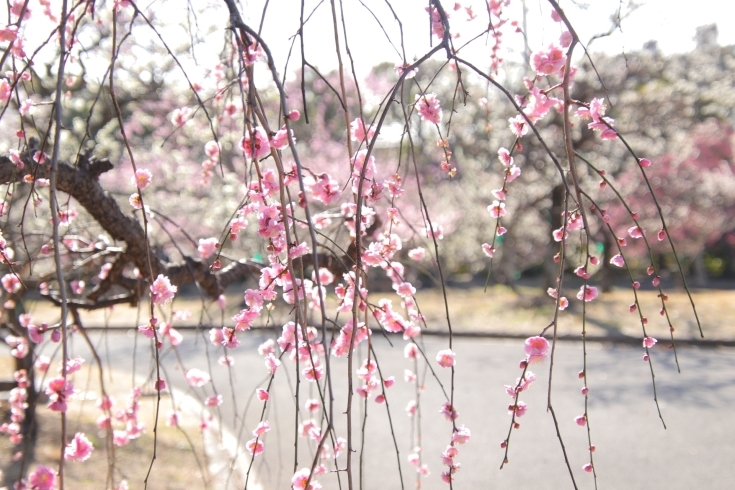 「向山梅林園・開花情報25日」