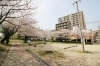 甲突川河畔 お花見するならココ 鹿児島市 日置市の桜特集 まいぷれ 鹿児島 日置