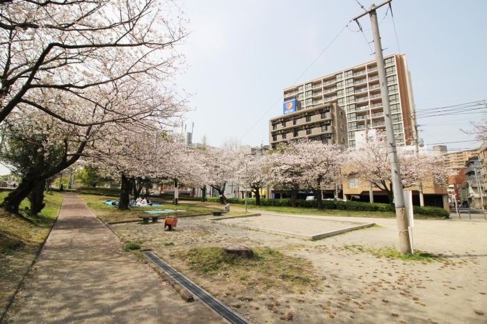 甲突川河畔 お花見するならココ 鹿児島市 日置市の桜特集 まいぷれ 鹿児島 日置 甲突川河畔 お花見するならココ 鹿児島市 日置市の桜特集 まいぷれ 鹿児島 日置