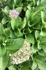 同じ紫陽花の木から違う花が！「これから咲くの？」