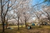 決定版 碧南市 高浜市の桜 お花見スポット 厳選14カ所 1はココだ 西尾 碧南 高浜で人気オススメ観光 おでかけ情報 まいぷれ 西尾 碧南 高浜
