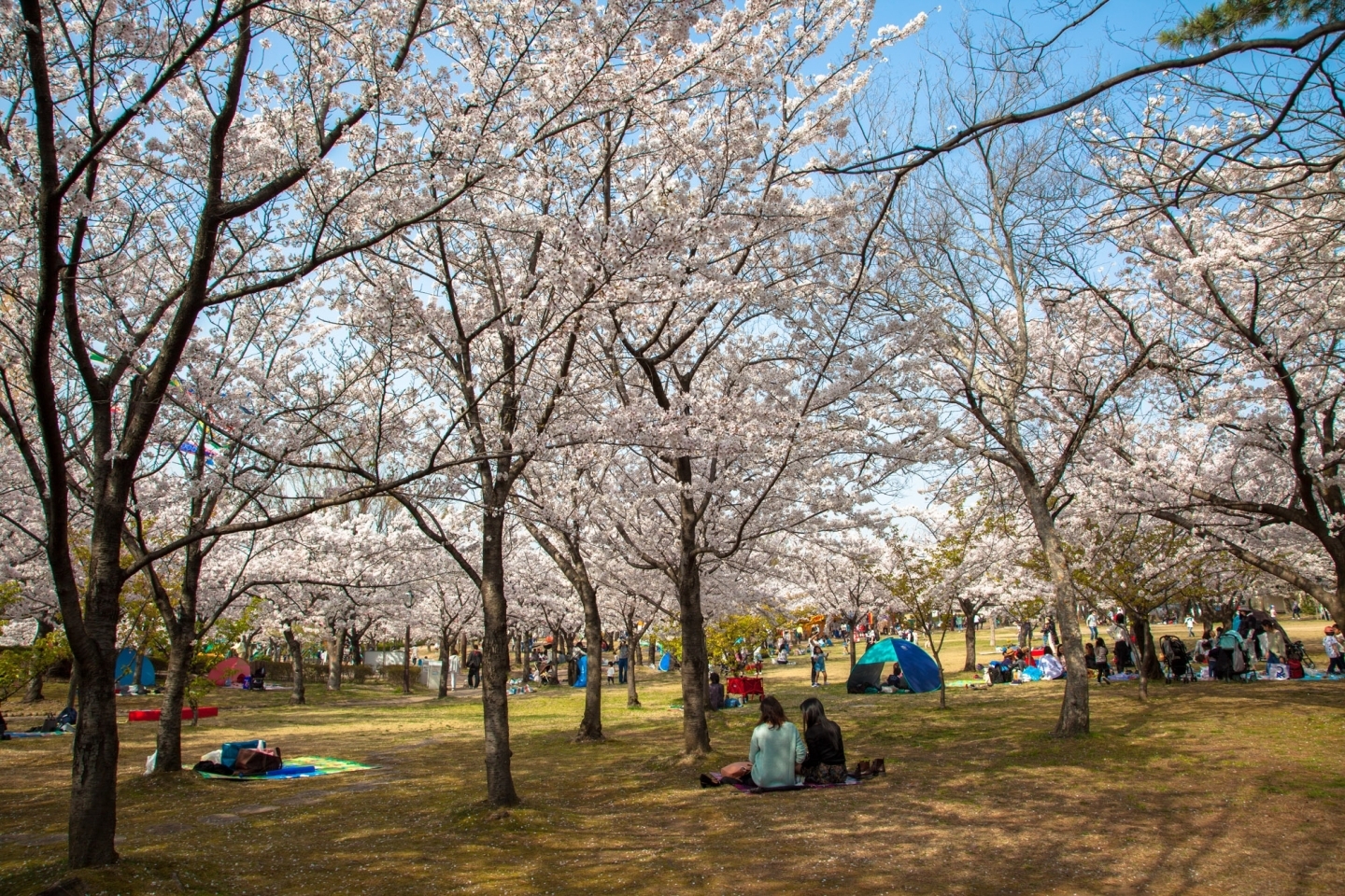 約250本の桜が咲き誇る明石公園