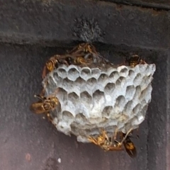 蜂の巣の除去