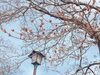 「南魚沼の桜スポット！銭淵公園」
