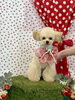ルークくん「わんことストロベリー🍓」
