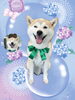 「Dog salon mofu mofu　余市町」