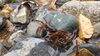 岸辺に上陸して生き物探し。「秋晴れのまったりカヌー」