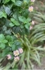 色がチャーミング！ペンタス「emigreenmoonの花ばたけ」