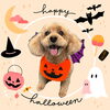 「Dog salon mofu mofu　余市町」