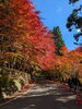 紅葉のトンネル🍁「奥津渓へ紅葉を見に行ってきました🍂」