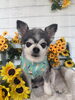 「🌻8月のトリミング予約受付中！蕨駅東口のDog Salon MAROUBRA🌻」