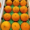 「愛媛県産「紅まどんな」の入荷が始まっていますよー！！」