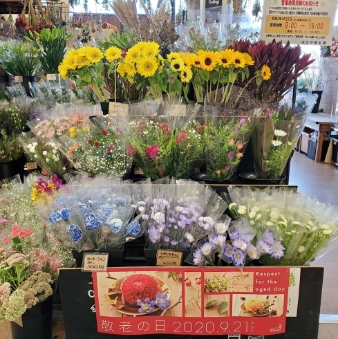 「【はなやホック皆生店】秋の花達」