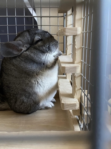 スターオート千歳店 車買取 下取 新車中古車販売 フラット7千歳店 新車軽自動車マイカーリース 月々コミコミ定額 フラット7 ニコニコレンタカー千歳東雲町店 無料送迎 千歳空港 千歳駅 南千歳 市内ホテル 北海道 格安レンタカー スターオート千歳店のニュース スターオート千歳店 車買取 下取 新車中古車販売 フラット7千歳店 新車軽自動車マイカーリース 月々コミコミ定額 フラット7 ニコニコレンタカー千歳東雲町店 無料送迎 千歳空港 千歳駅 南千歳 市内ホテル 北海道 格安レンタカー スターオート千歳店のニュース