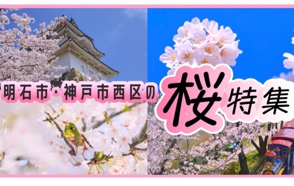 明石市・神戸市西区の桜特集