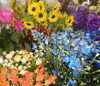 切り花いろいろ「6月２１日は父の日です！」