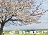 葛飾区内の人気お花見スポット（桜名所）| まいぷれ[葛飾区]