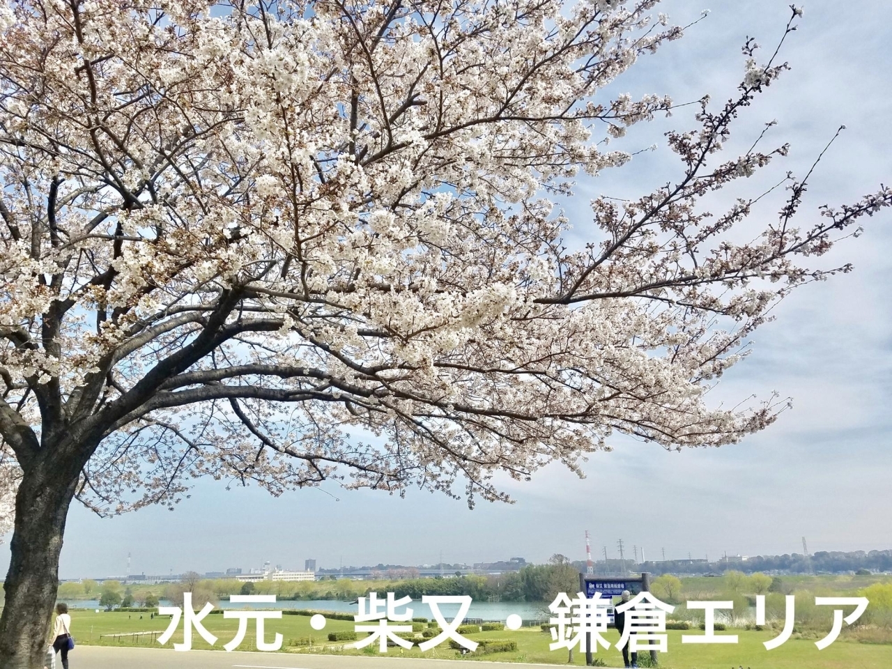 水元・柴又・鎌倉エリア周辺の桜・花見情