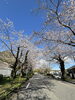4月2日に撮影した桜「明日開催！国立遺伝学研究所の桜と一般公開を楽しもう♪」