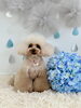 ぴのくん「わんこと梅雨☔️」