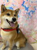 柴犬 麻呂くん️🩵「✂️🐶斐川町トリミングサロン🐕 ͗ ͗✨.ﾟ･*..☆.｡.」