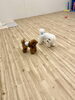 じゃれっこ中のひと息　「ましゅまろ幼稚園🐾」