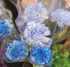 ブルーカラーのカーネーション「【はなやホック皆生店】春の花々」