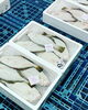 「鮮魚入荷中！」