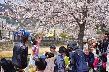 第31回芦屋さくらまつり 19 当日の様子もあり 芦屋市イベント特集 まいぷれ 芦屋市 第31回芦屋さくらまつり 19 当日の様子もあり 芦屋市イベント特集 まいぷれ 芦屋市